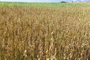 cereales agrícolas productos de trigo o centeno foto