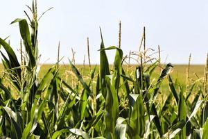 sweet corn is grown photo