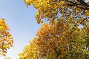 maple trees during autumn photo