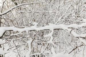 trees covered with snow photo