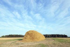 stack of straw in the field photo