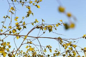 the first young leaves on trees photo