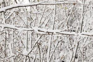 trees covered with snow photo