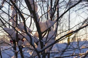 trees in the snow photo