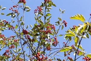 red mountain ash in the autumn photo