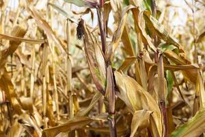 Ripe yellow corn photo