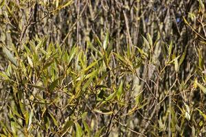 árboles de hoja caduca, primer plano foto