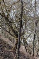 naked deciduous trees photo