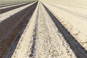 furrows in the field photo