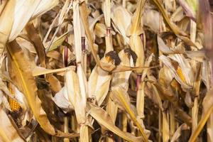 yellowed ripe corn photo