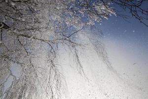 Snow covered and hoarfrost birch photo