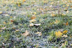 Frozen green grass photo