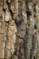 bark tree, close up photo