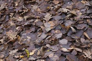 foliage after leaf fall photo