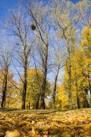 los últimos días soleados de otoño brillante foto