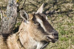 colorful goat, close up photo