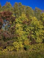 tiempo de otoño, árboles foto