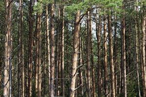 the forest, close up photo