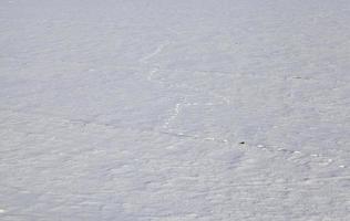 Animal footprints in snow photo