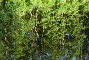 Reflection of pines photo