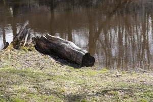 rotten log, close up photo