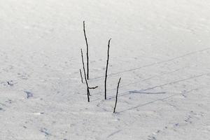 frozen grass, close up photo