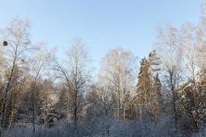 bosque de invierno, de cerca foto