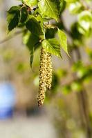 young birch leaves photo