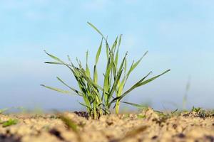 young grass plants, close-up photo