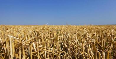 campo agricola con cereal foto