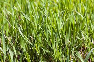 Agriculture. cereals. Spring photo