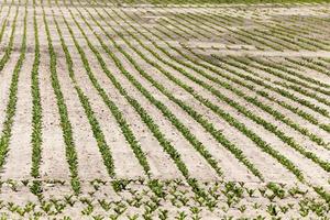 field with beetroot photo