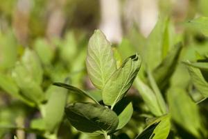 photos of green leaves