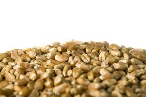 wheat grains, close up photo