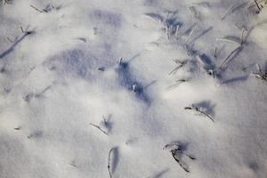 beautiful winter close up photo