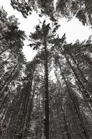 árboles en el bosque en invierno foto