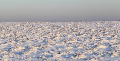 hierba bajo la nieve foto