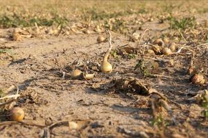 Harvesting onion field photo