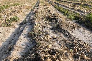 Harvesting onion field photo