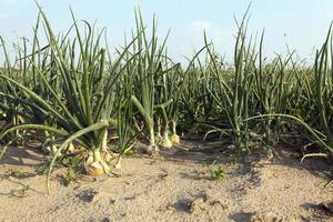 field with green onions photo