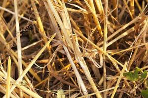 straw after harvest photo