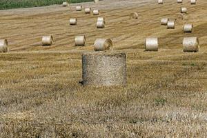 haystacks in a field of straw photo