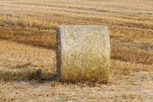 haystacks in a field of straw photo