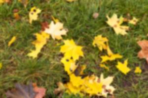 autumn in the park photo