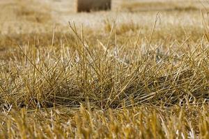 straw in the field photo