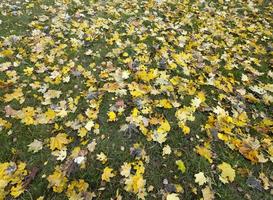 old autumn foliage photo