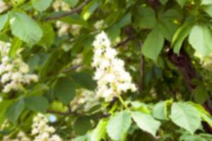 blooming chestnut tree in the spring photo