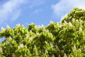 blooming chestnut tree in the spring photo