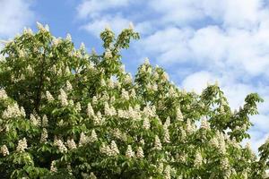 blooming chestnut tree in the spring photo