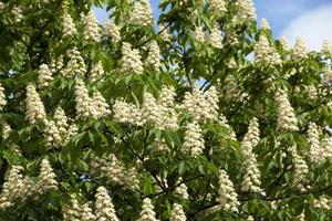 blooming chestnut tree in the spring photo